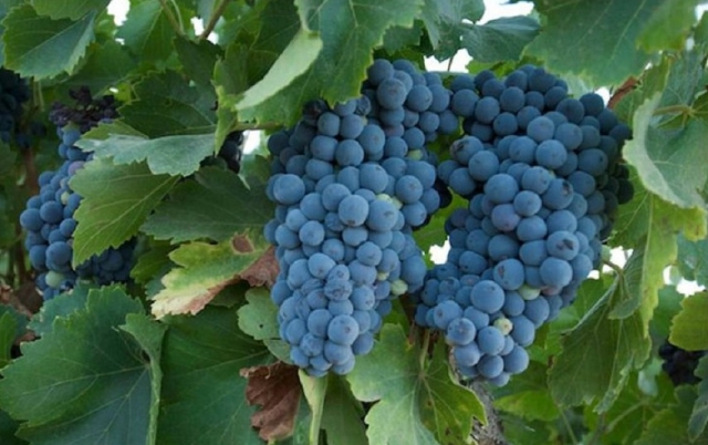  Grapes and crops 